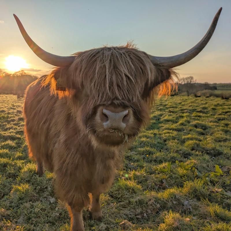 Clancy the Highland Cow