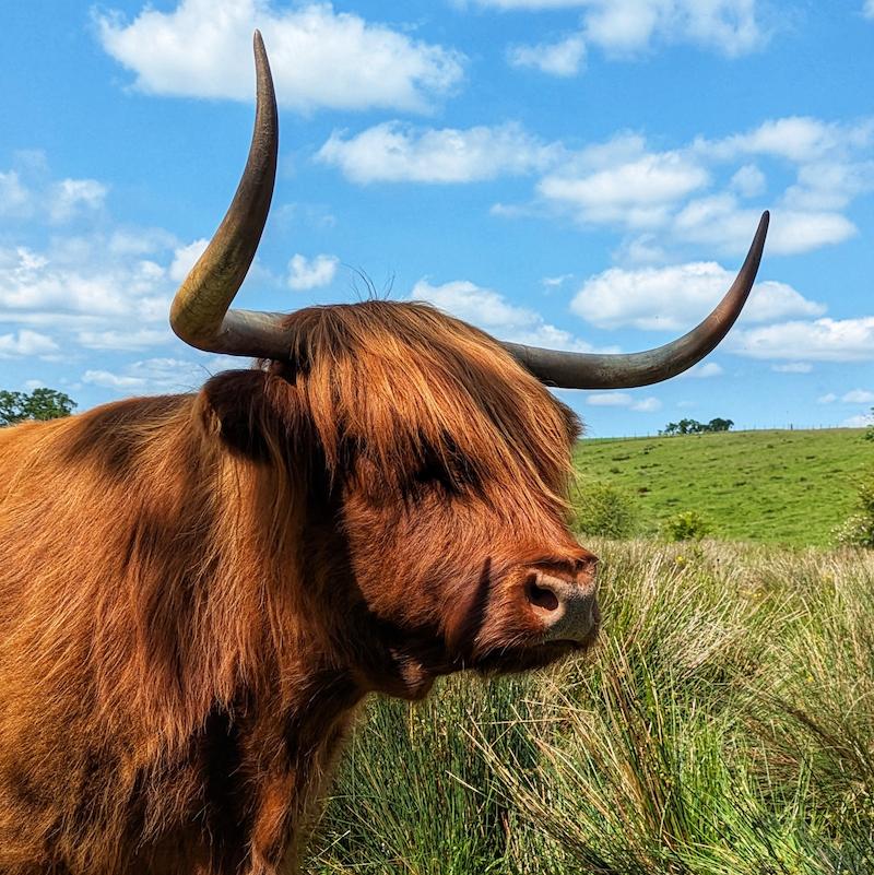 Morag the Highland Cow