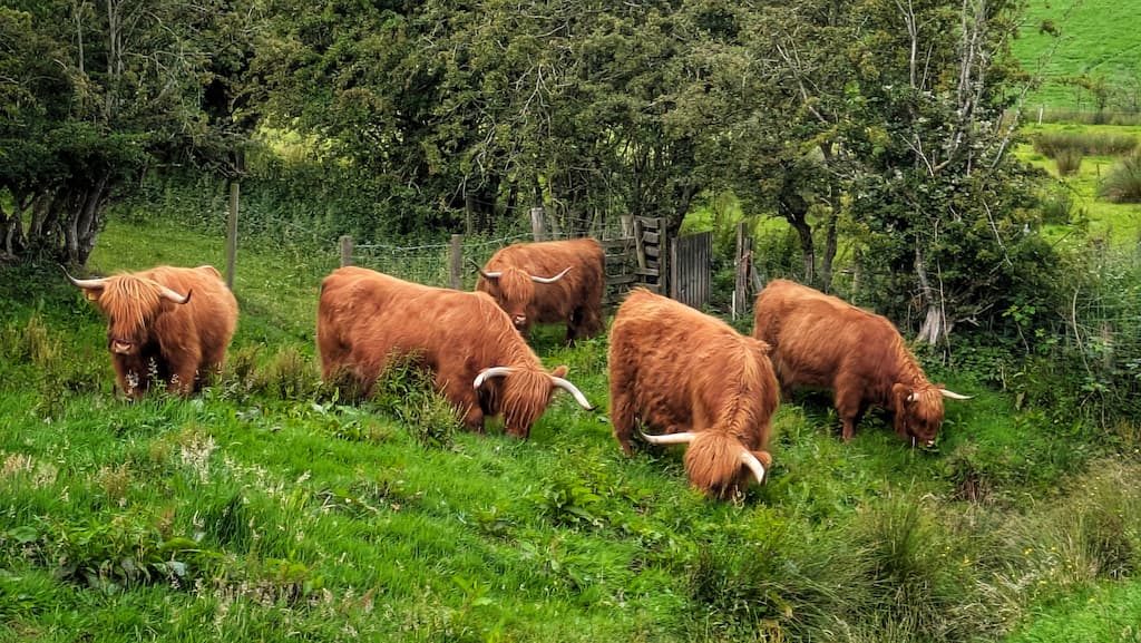 regenerative grazing with highland cattle