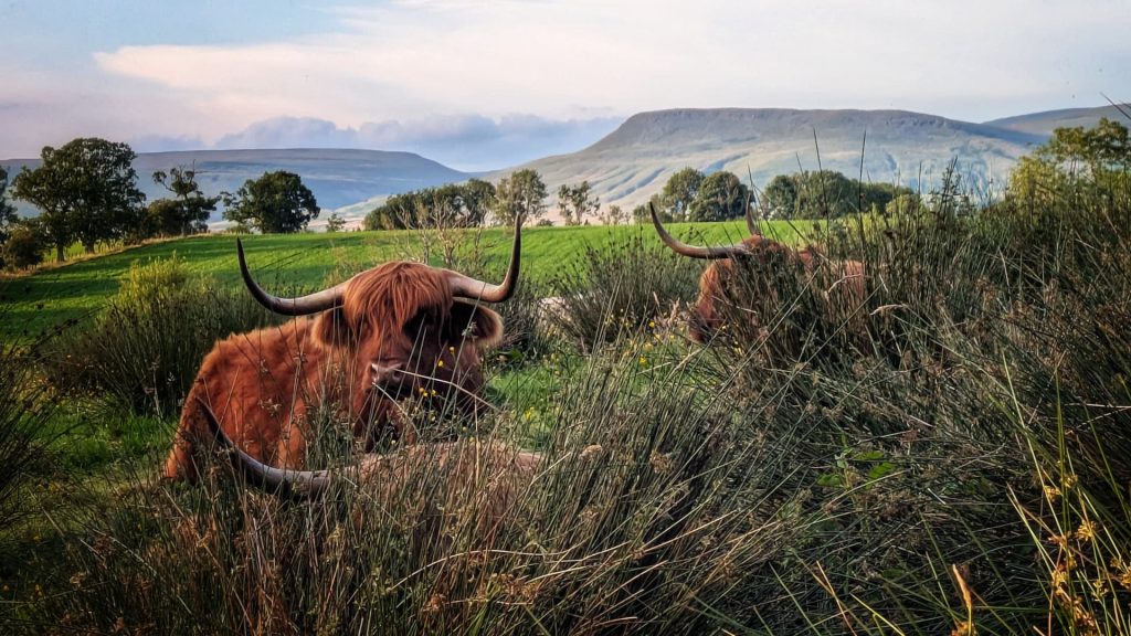 highland cows lying in grass