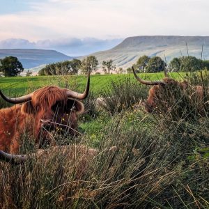 highland cows lying in grass