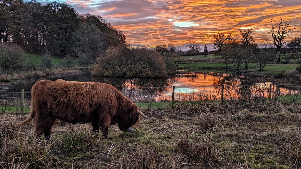 highland cow at sunrise at a species survey site