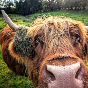 close up of a highland cow in field where we species survey