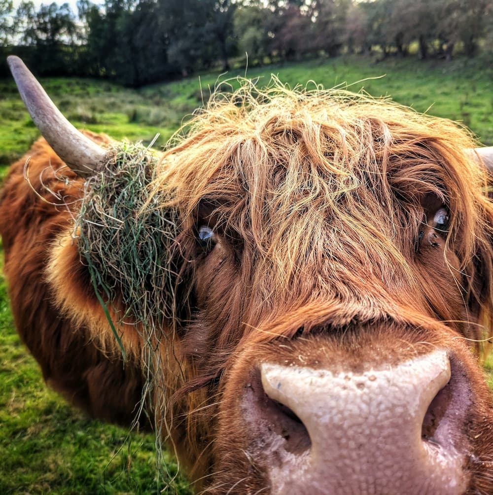 close up of a highland cow in field where we species survey