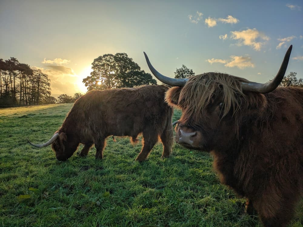 Highland cattle at dawn.