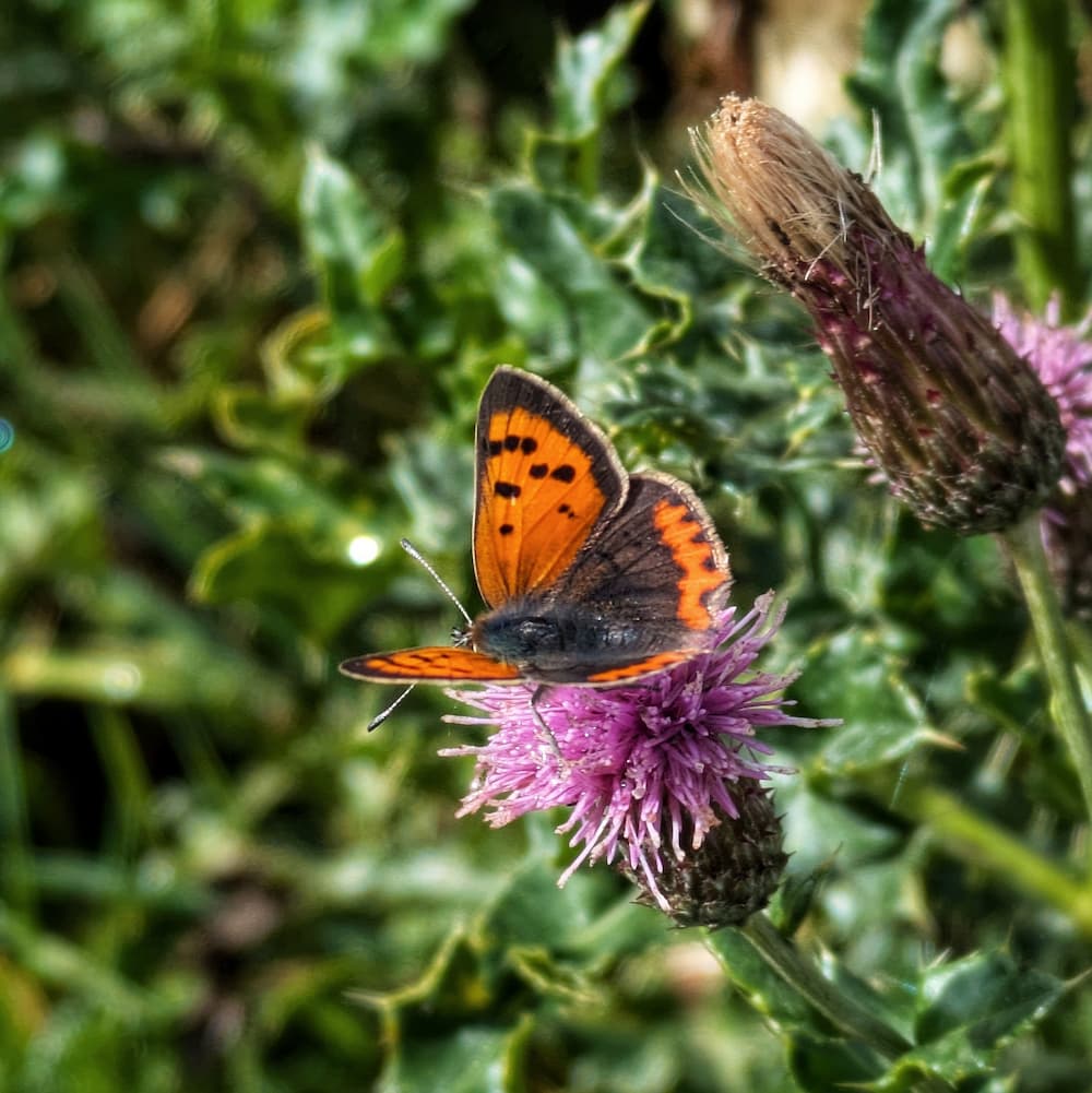 A small copper butterly on a species survey transect