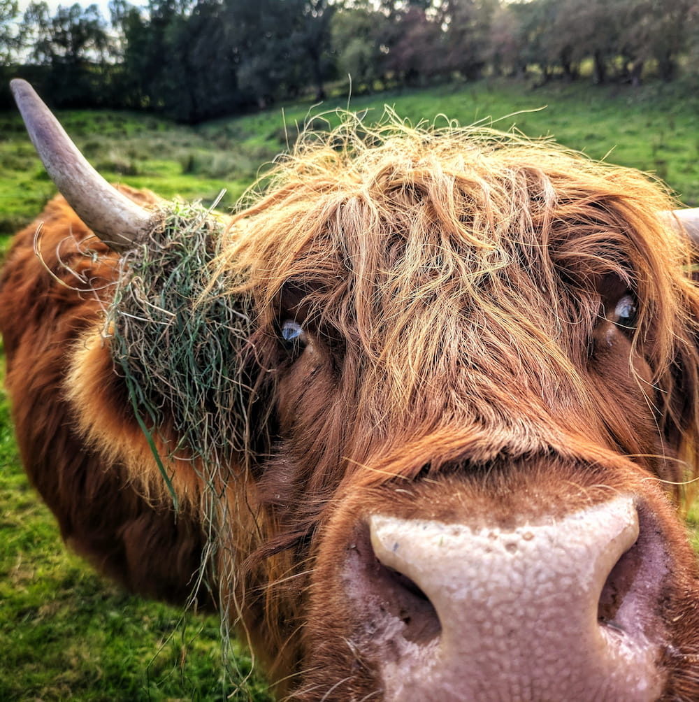 Bee the Highland Cow