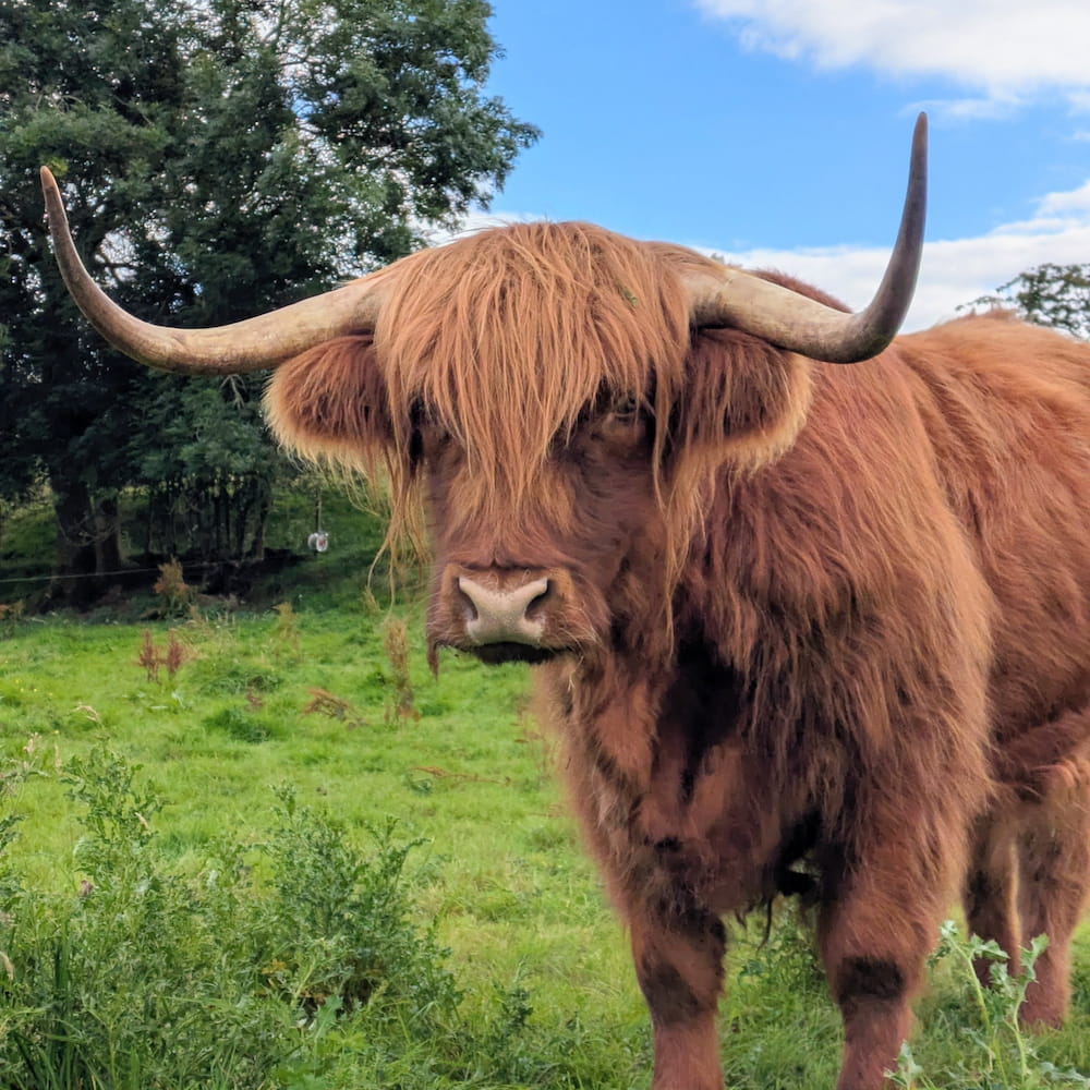 Bumble the Highland Cow