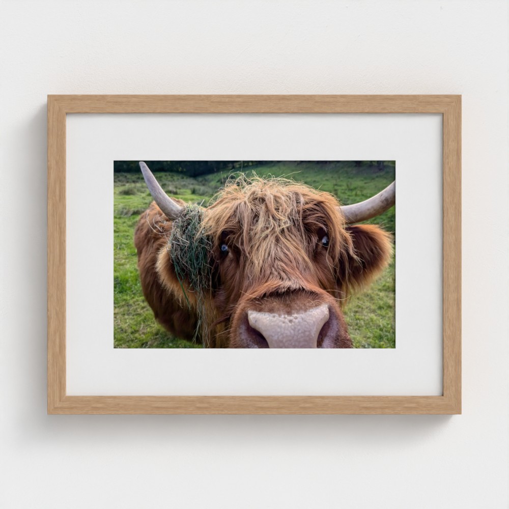 Highland Curiosity - framed fine art print, large.
