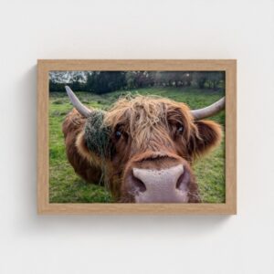 highland-cow-close-up-print