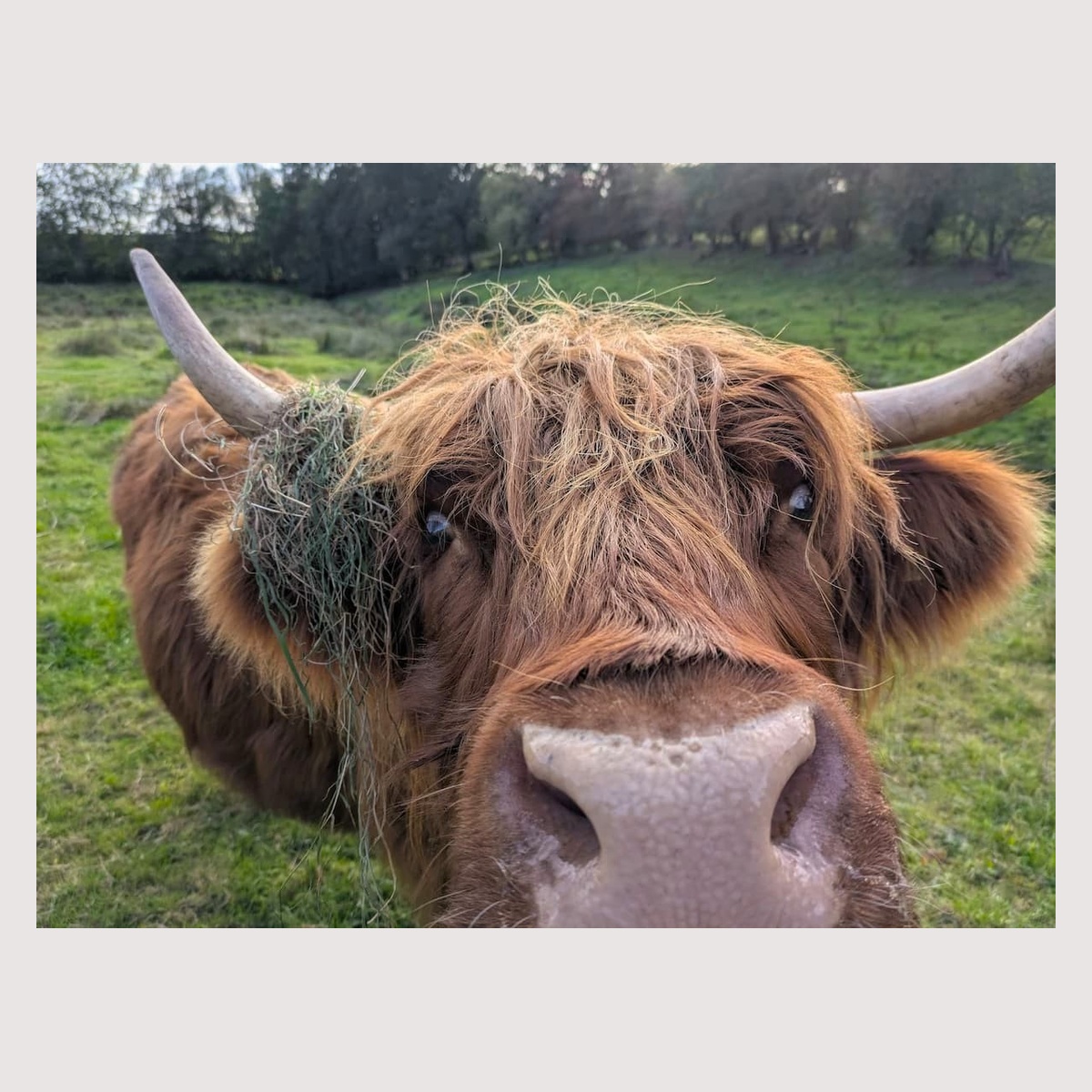 Highland Curiosity - fine art print