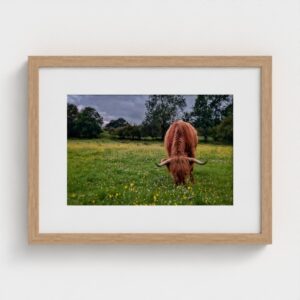 Highland cow in meadow, fine art print