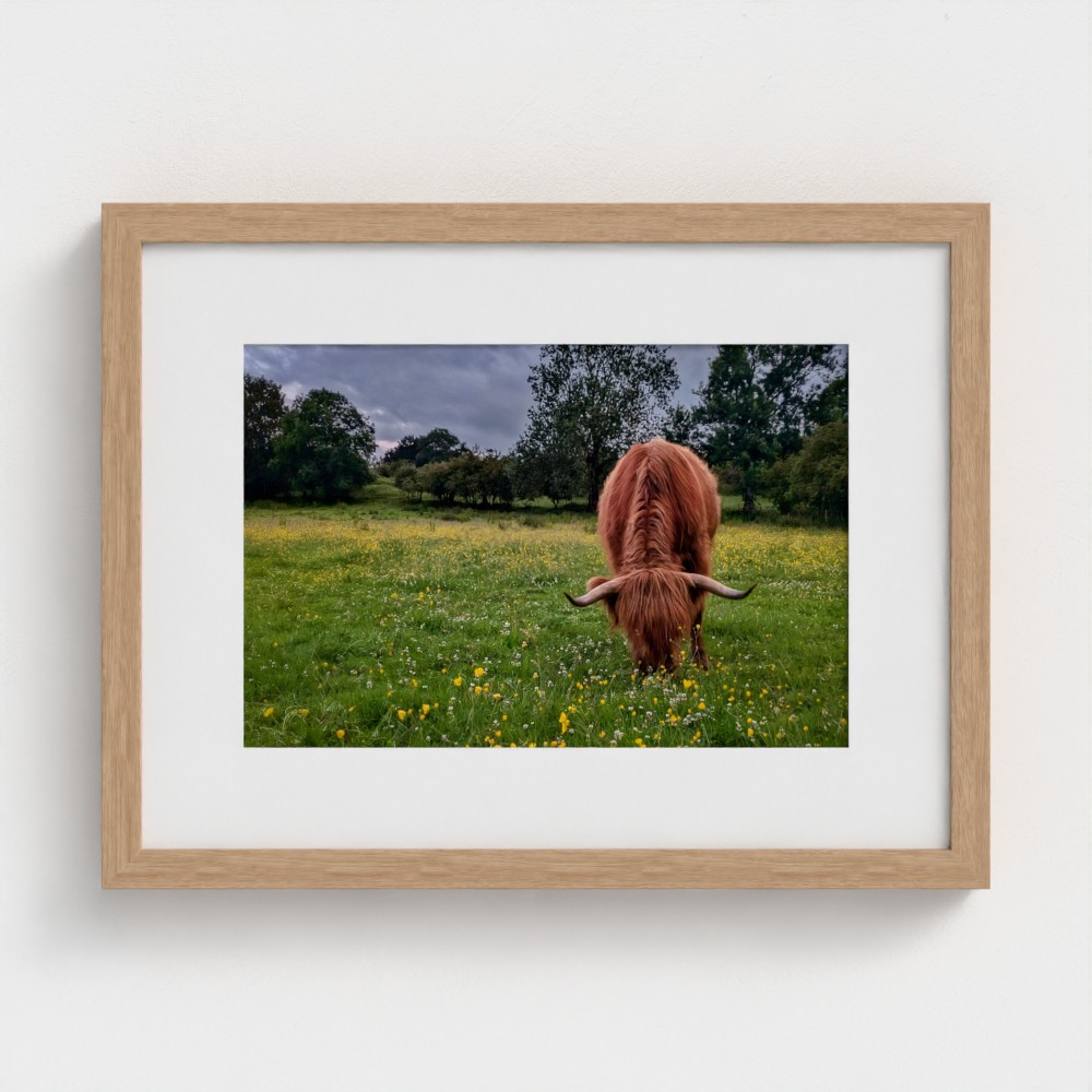 Highland cow in meadow, fine art print