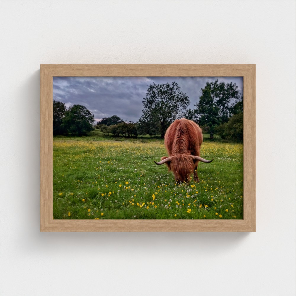 Among the Buttercups - Image 2