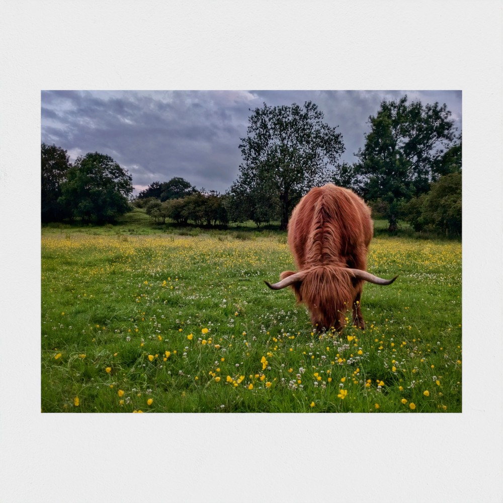 Among the buttercups - Highland cow in meadow print