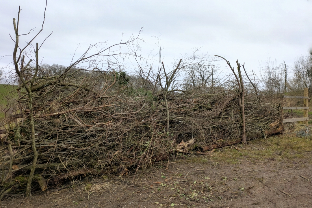 How to build a living dead hedge using thick willow stakes to contain branches and brash