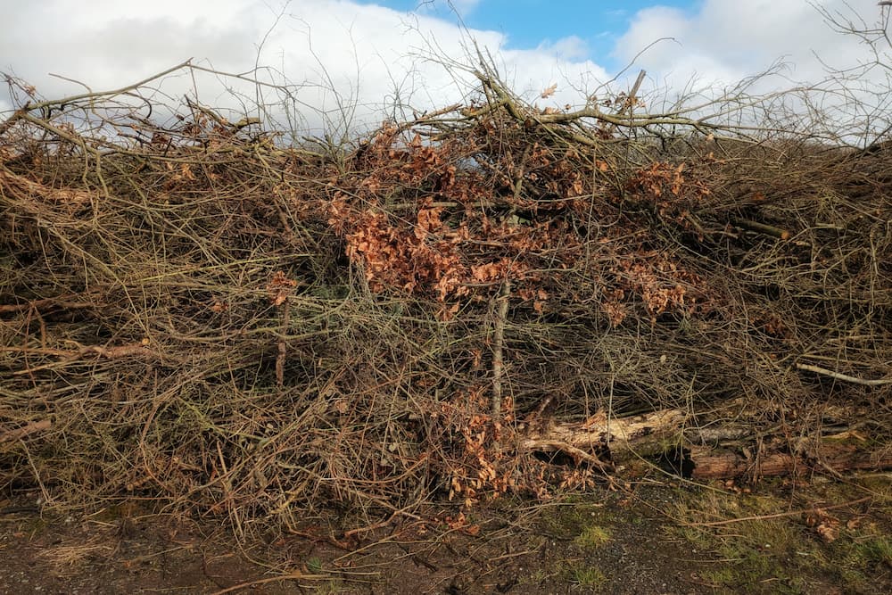 Head-on view of a dead hedge packed with branches between living willow stakes in a Cumbrian woodland