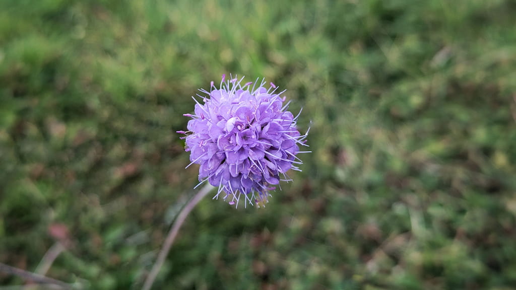 Devil’s-bit Scabious flower growing in Cumbria