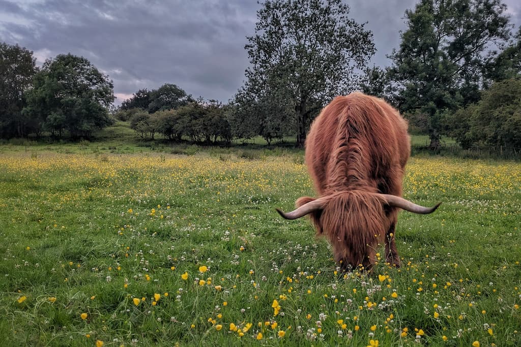 Highland Cow Grazing Among Wildflowers Highland cow grazing in a flower-rich meadow in Cumbria