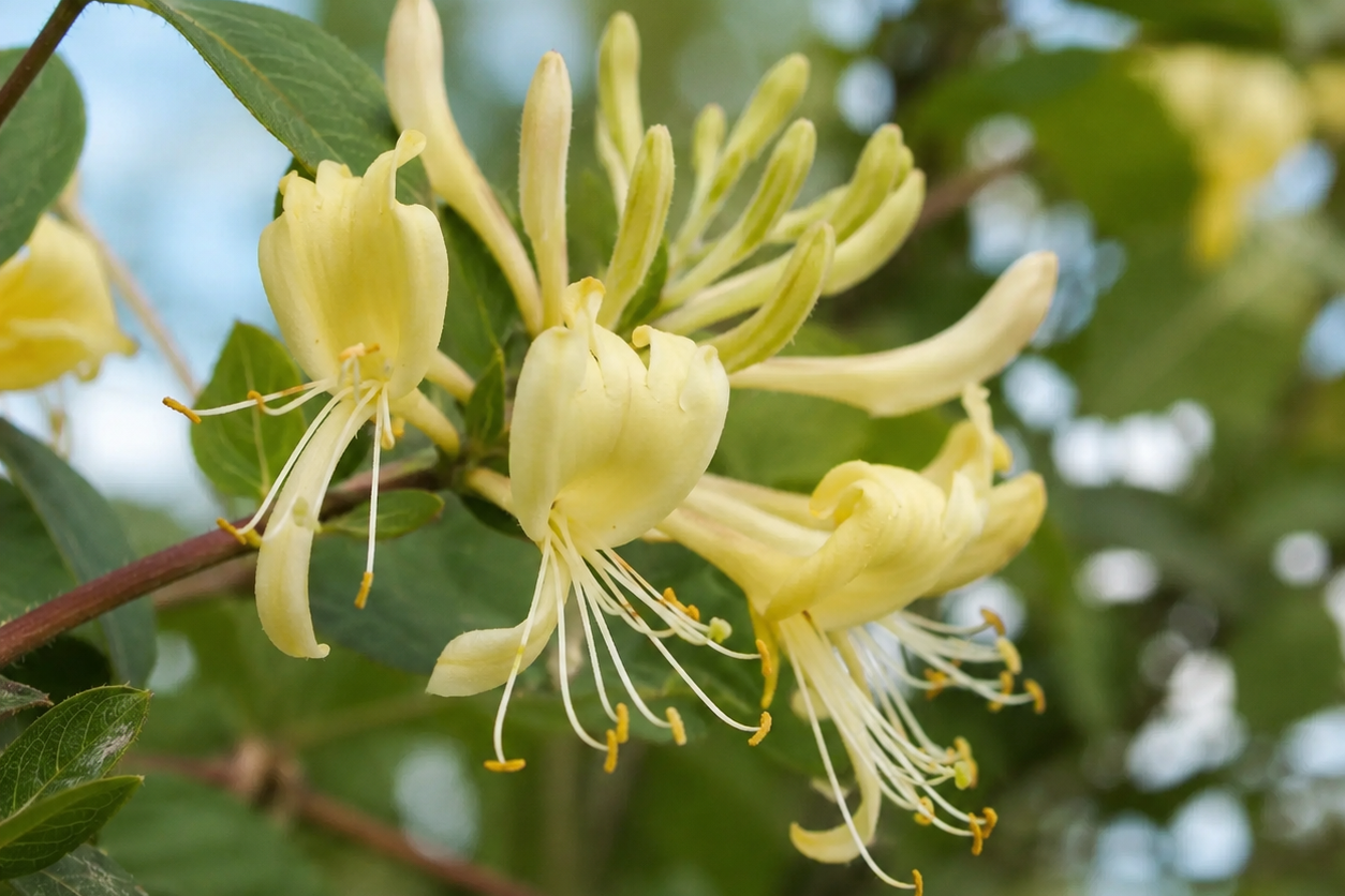 Pale yellow native honeysuckle flowers with long stamens growing among green leaves