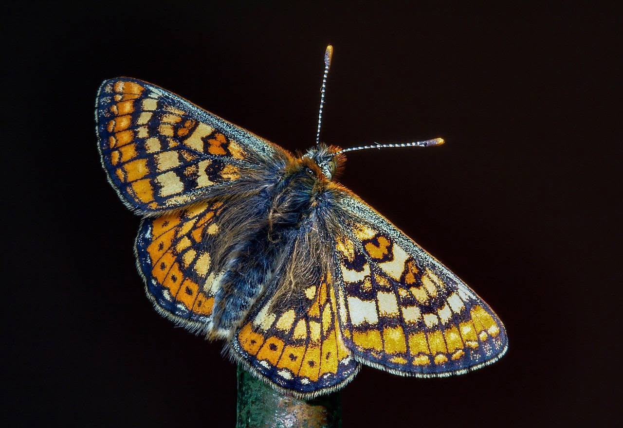 Marsh Fritillary Butterfly Marsh fritillary butterfly with orange, cream and dark patterned wings