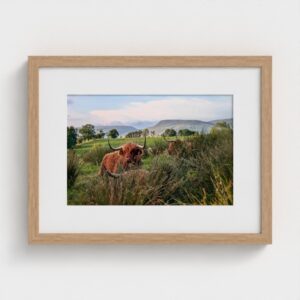 among the rushes - highland cow landscape print, framed and mounted