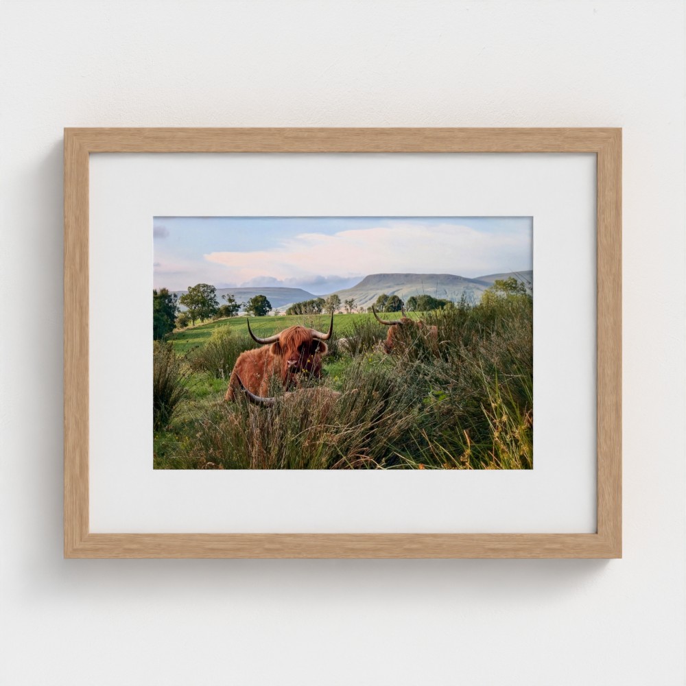 among the rushes - highland cow landscape print, framed and mounted