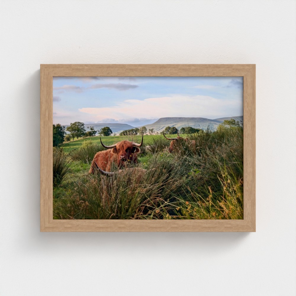 among the rushes - highland cow landscape print, framed