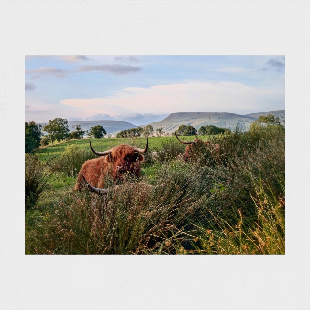 among the rushes - highland cow landscape print, unframed