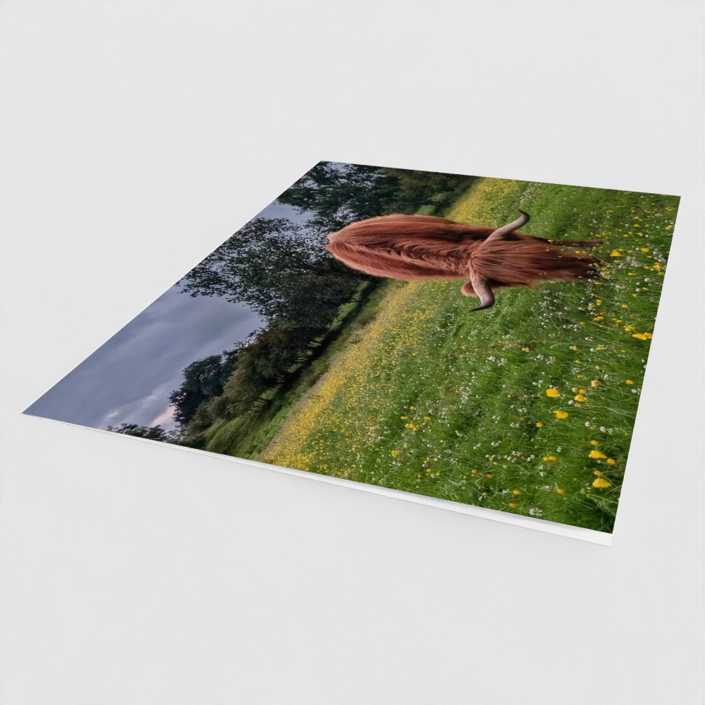 Highland Cow Greetings Card - front angled view - Among the Buttercups