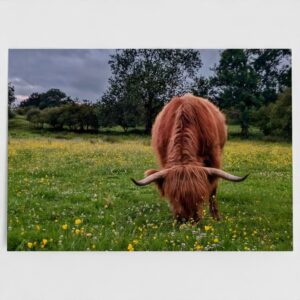 Highland Cow Greetings Card - front view - Among the Buttercups