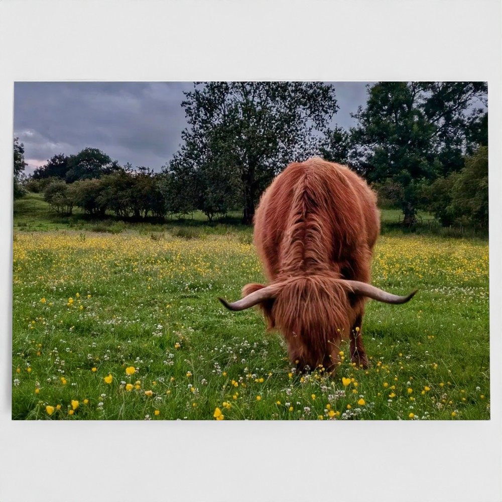 Highland Cow Greetings Card - front view - Among the Buttercups