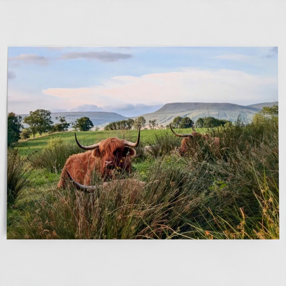 Highland Cow Greetings Card - front view - Among the Rushes