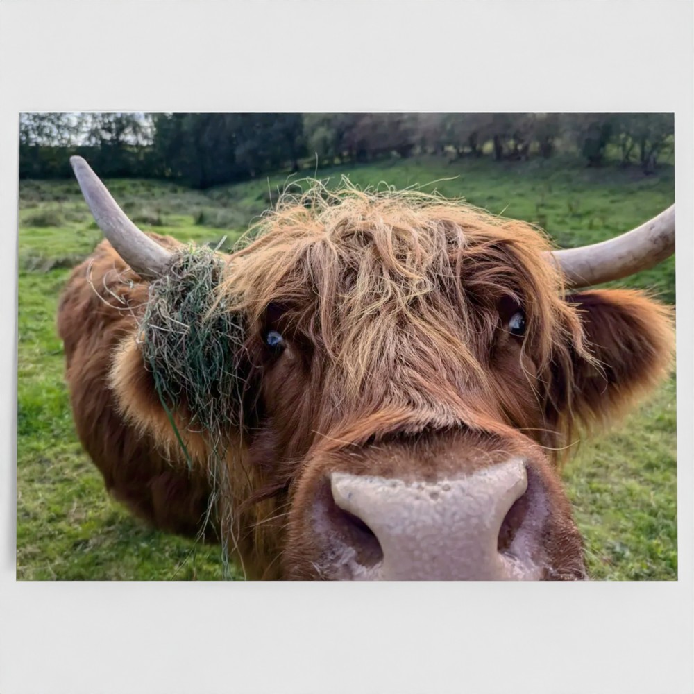Highland cow greetings card front- Highland Curiosity