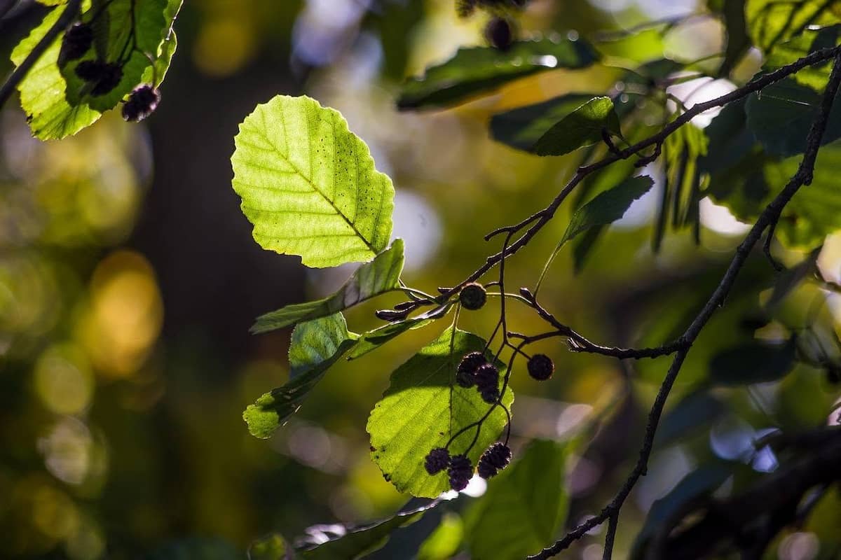 Native alder leaves and woody cones illuminated by autumn sunlight