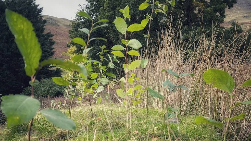 Planting native willow trees
